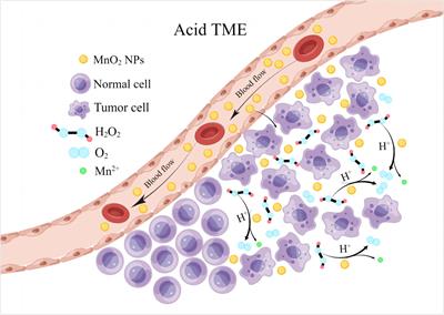 Immunomodulatory activity of manganese dioxide nanoparticles: Promising for novel vaccines and immunotherapeutics